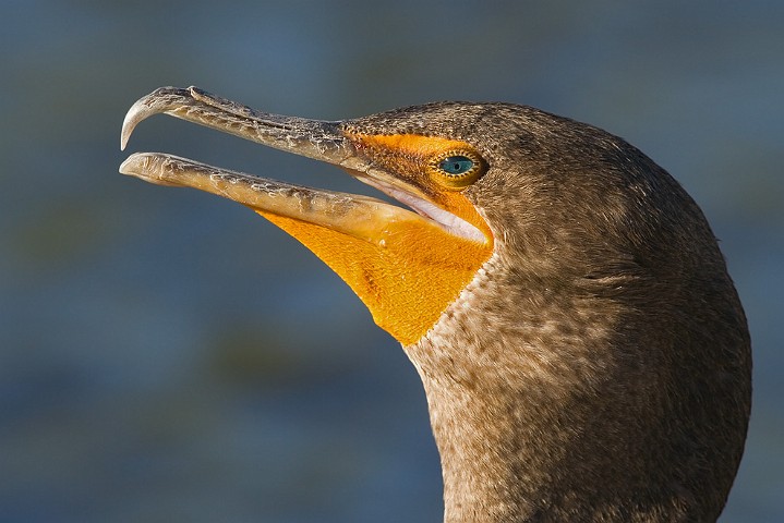 Ohrenscharbe Phalacrocorax auritus Double-Crested Cormorant